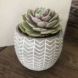 Cement planter w/ real plant
